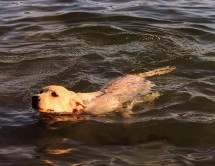 Dog Swimming - Boarding Services, Training Services in Clyde Township, MI