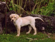 Labrador Puppy - Boarding Services, Training Services in Clyde Township, MI