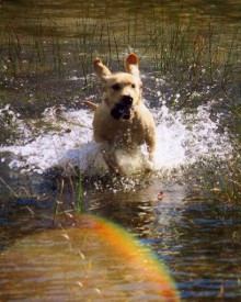 Dog Splashing in Water - Boarding Services, Training Services in Clyde Township, MI