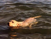 Dog Swimming - Boarding Services, Training Services in Clyde Township, MI Dog Swimming - Boarding Services, Training Services in Clyde Township, MI