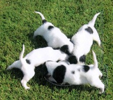 Puppies - Boarding Services, Training Services in Clyde Township, MI