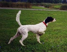 Pointing Dog - Boarding Services, Training Services in Clyde Township, MI
