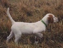 Pointing Dog - Boarding Services, Training Services in Clyde Township, MI Pointing Dog - Boarding Services, Training Services in Clyde Township, MI